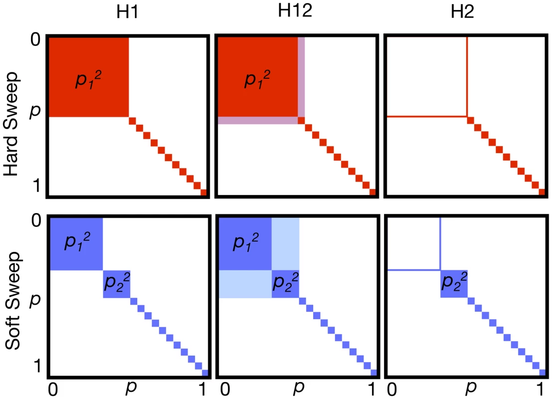 Haplotype homozygosity statistics.
