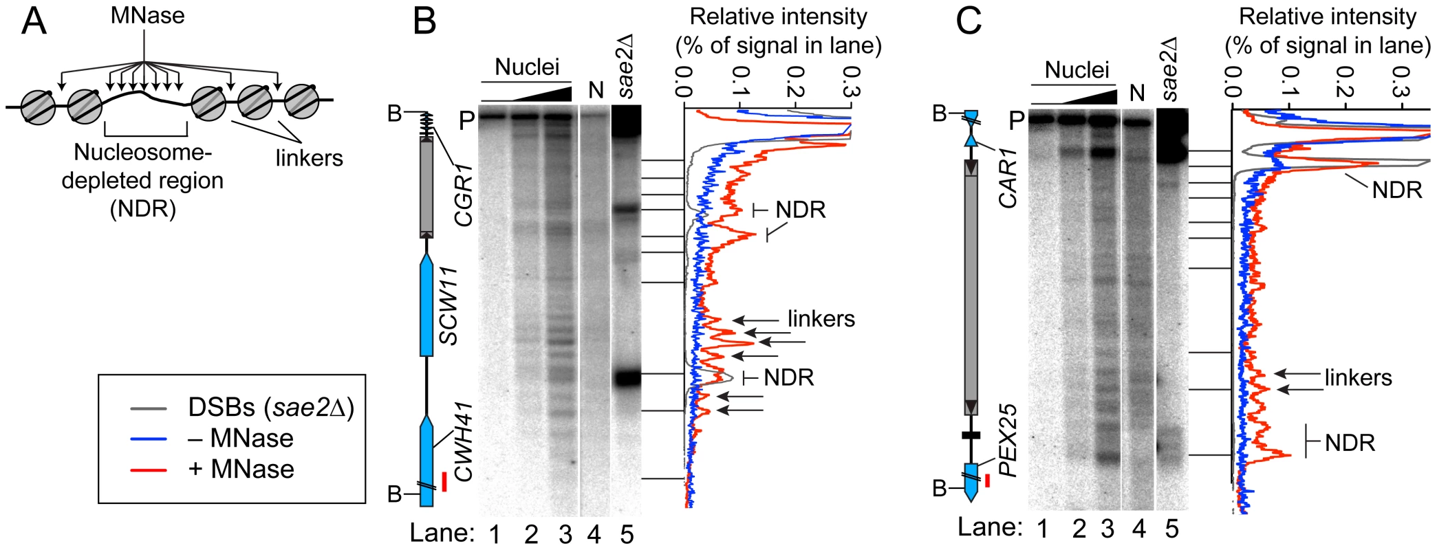 Chromatin structures of Ty elements.