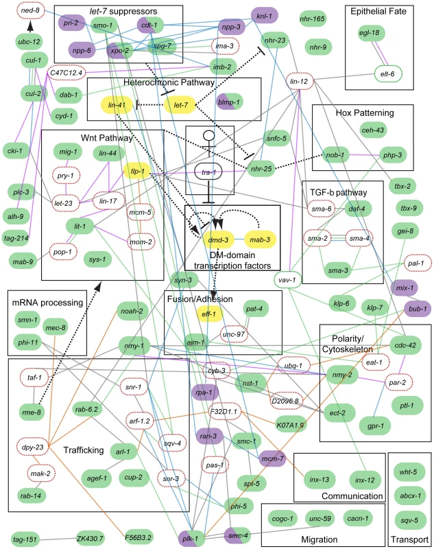 A partial genetic network of tail tip morphogenesis as predicted by N-Browse <em class="ref">[17]</em> (thin lines) and other published work (thick dashed lines) <em class="ref">[7]</em>, <em class="ref">[44]</em>, <em class="ref">[57]</em>–<em class="ref">[59]</em>, <em class="ref">[61]</em>.