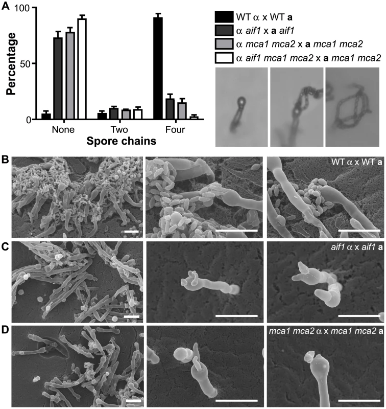 Apoptotic-defective mutants show defective basidiospore formation. A