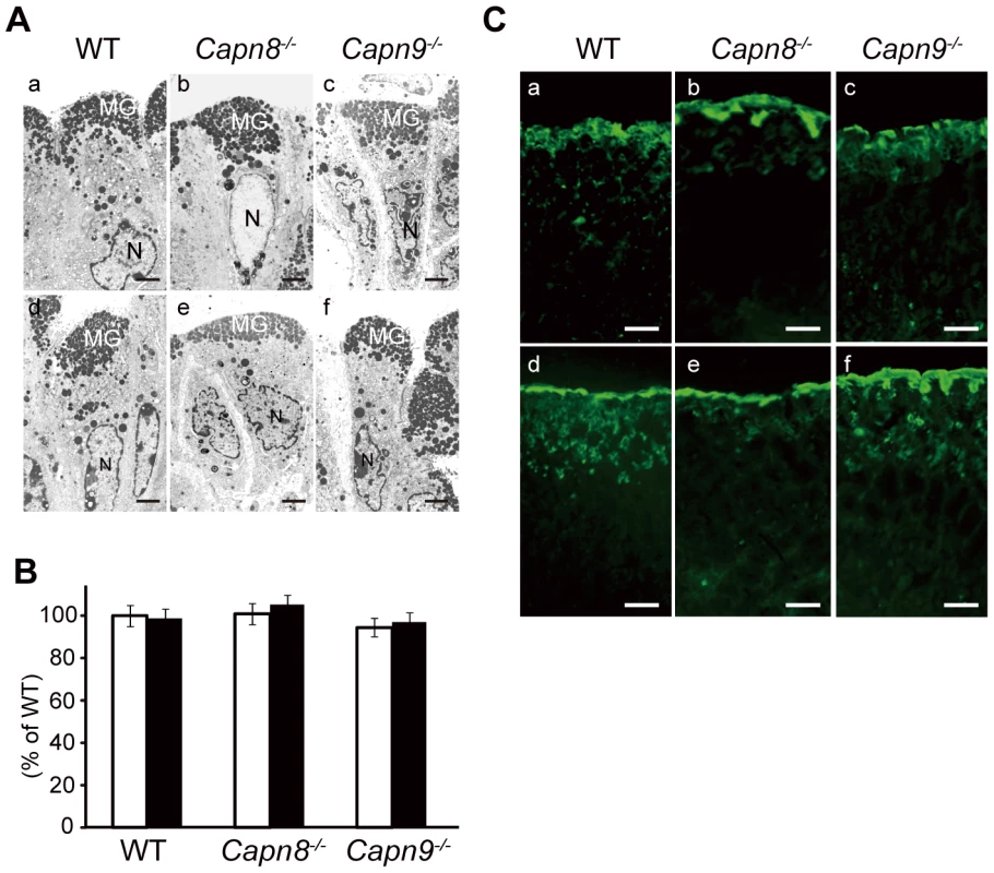 Effect of calpain 8 or 9 deficiency on mucous granule formation and secretion.