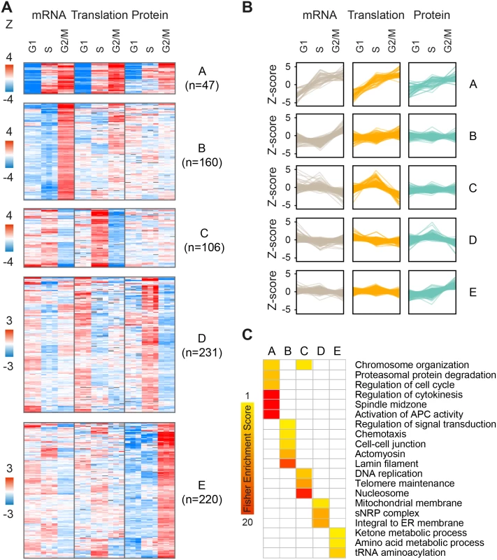 Clustering of periodic gene products.