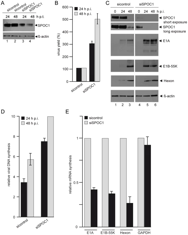 SPOC1 depletion enhances Ad5 gene expression.