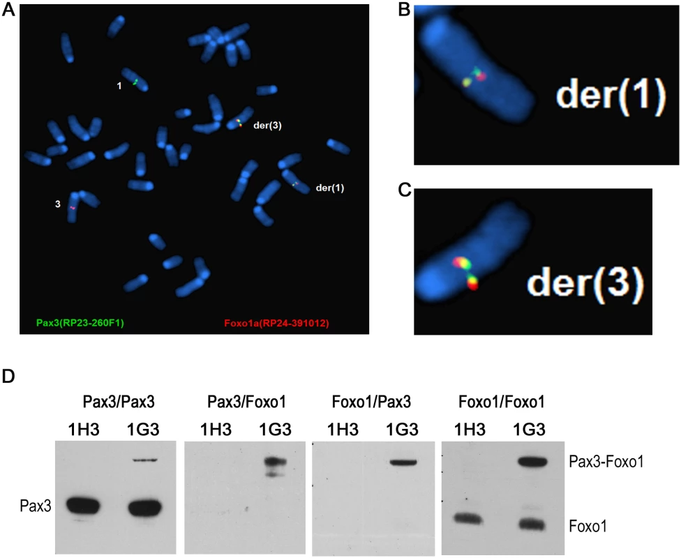 The reciprocal t(1;3) in myoblasts expresses Pax3-Foxo1 protein, which upregulates target gene expression.