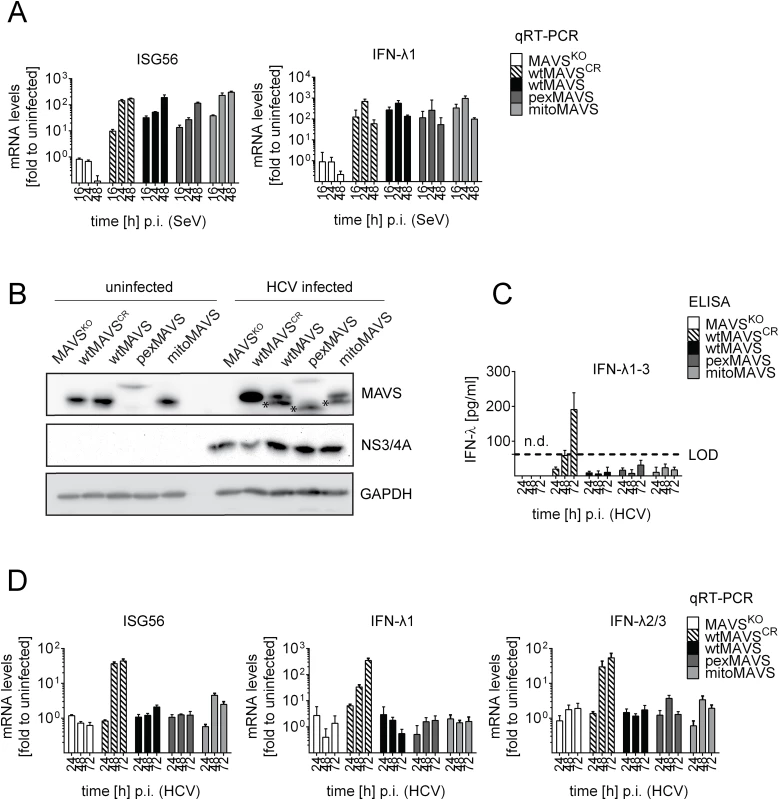 Blunting of the interferon response upon HCV infection occurs independent from MAVS subcellular localization.