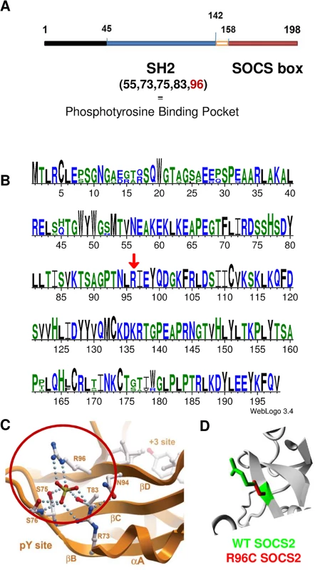 Bioinformatics characterization of <i>Socs2</i> and SOCS2 p.R96C mutation.