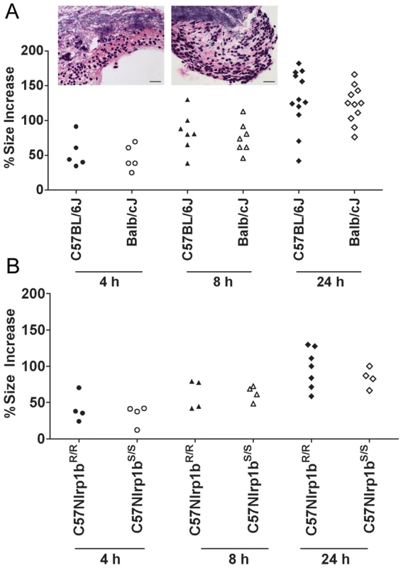 Nlrp1 does not control spore germination.