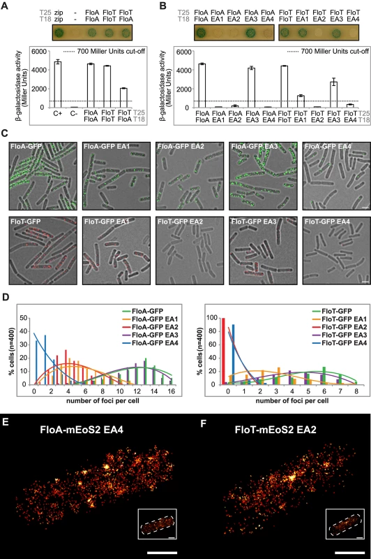 Oligomerization properties of FloA and FloT.