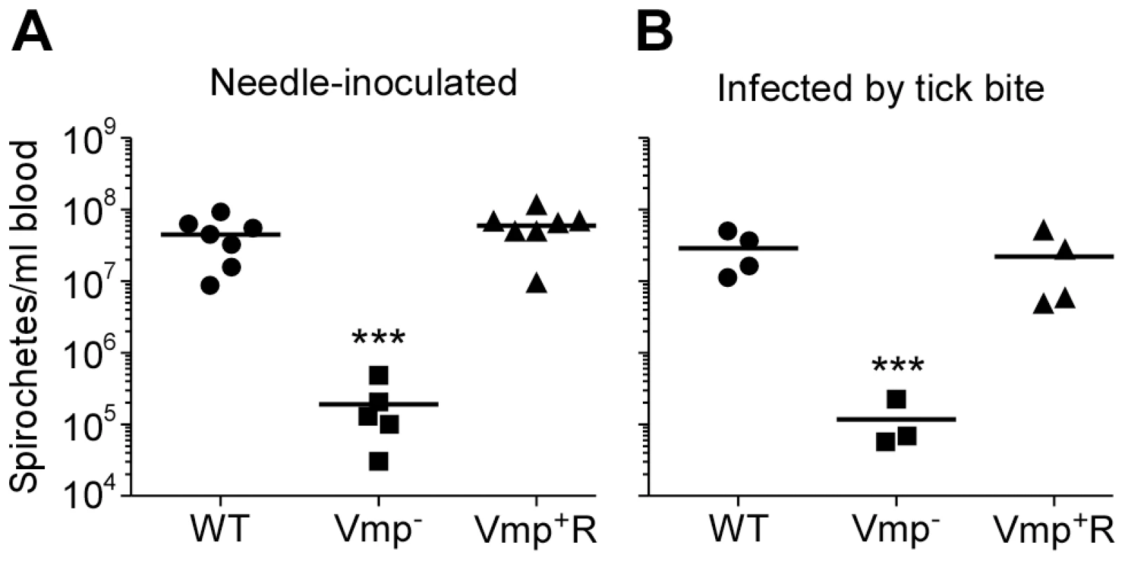 The spirochetemic levels of the Vmp<sup>−</sup> mutant are significantly less than wild-type and Vmp<sup>+</sup>R strains.