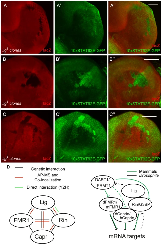 JAK/STAT signaling is activated in <i>lig</i> mutant cells.