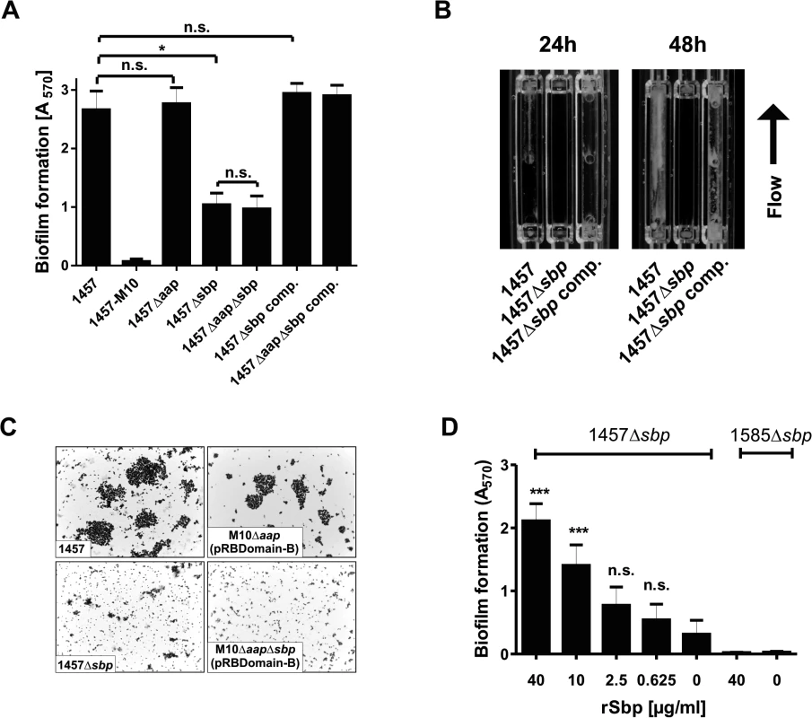 Functional role of Sbp in <i>S</i>. <i>epidermidis</i> 1457 biofilm formation.