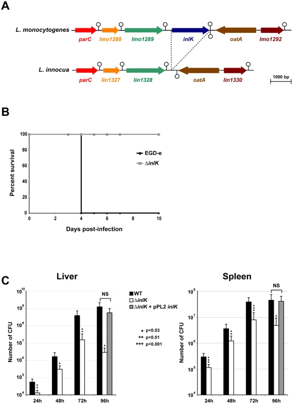InlK is a virulence factor of <i>L.</i> monocytogenes.