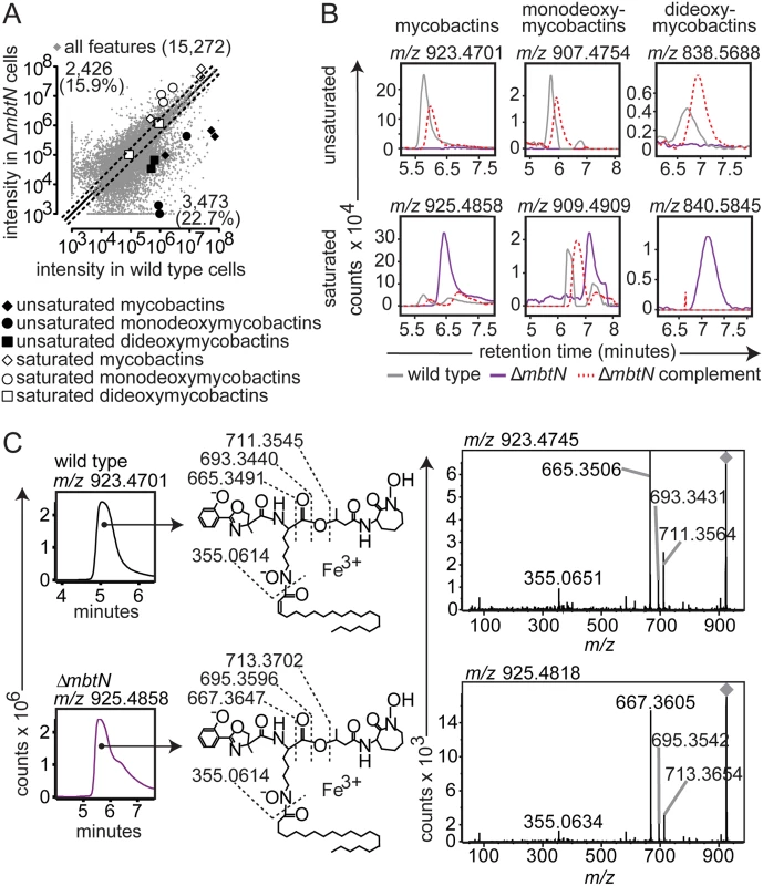 Δ<i>mbtN</i> lacks unsaturated mycobactin.