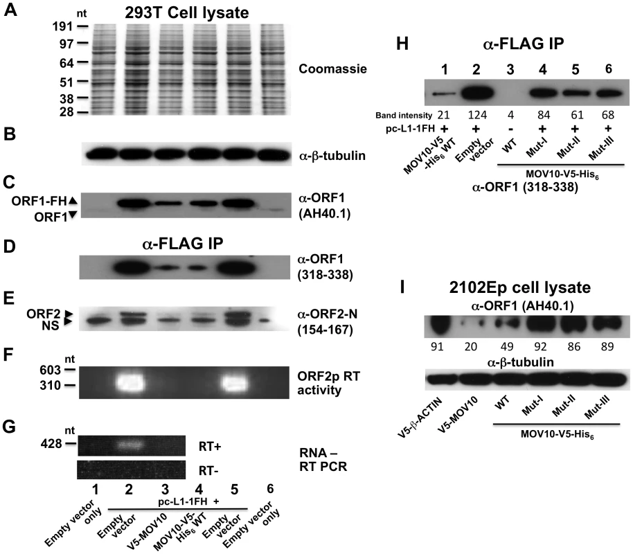 MOV10 inhibits exogenous L1 RNP expression in cells.