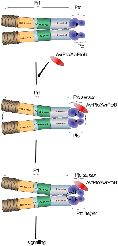 Model of sensor and helper kinases.