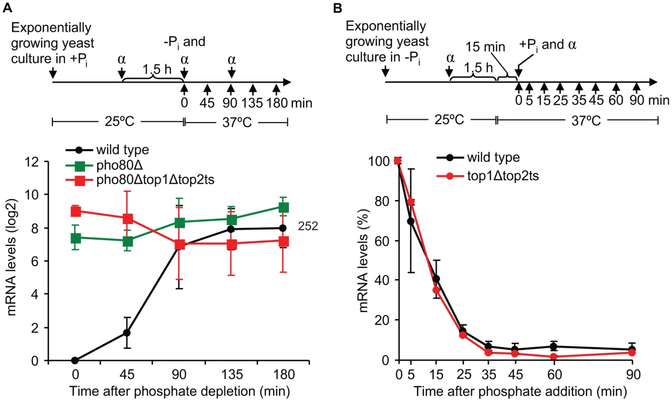 Topoisomerases are dispensable for transcription once the <i>PHO5</i> promoter is activated, and they are not required during <i>PHO5</i> inactivation.