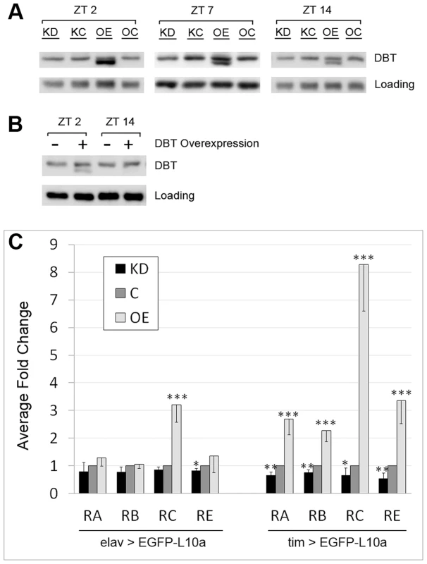 LARK regulates the translation of DBT transcripts.