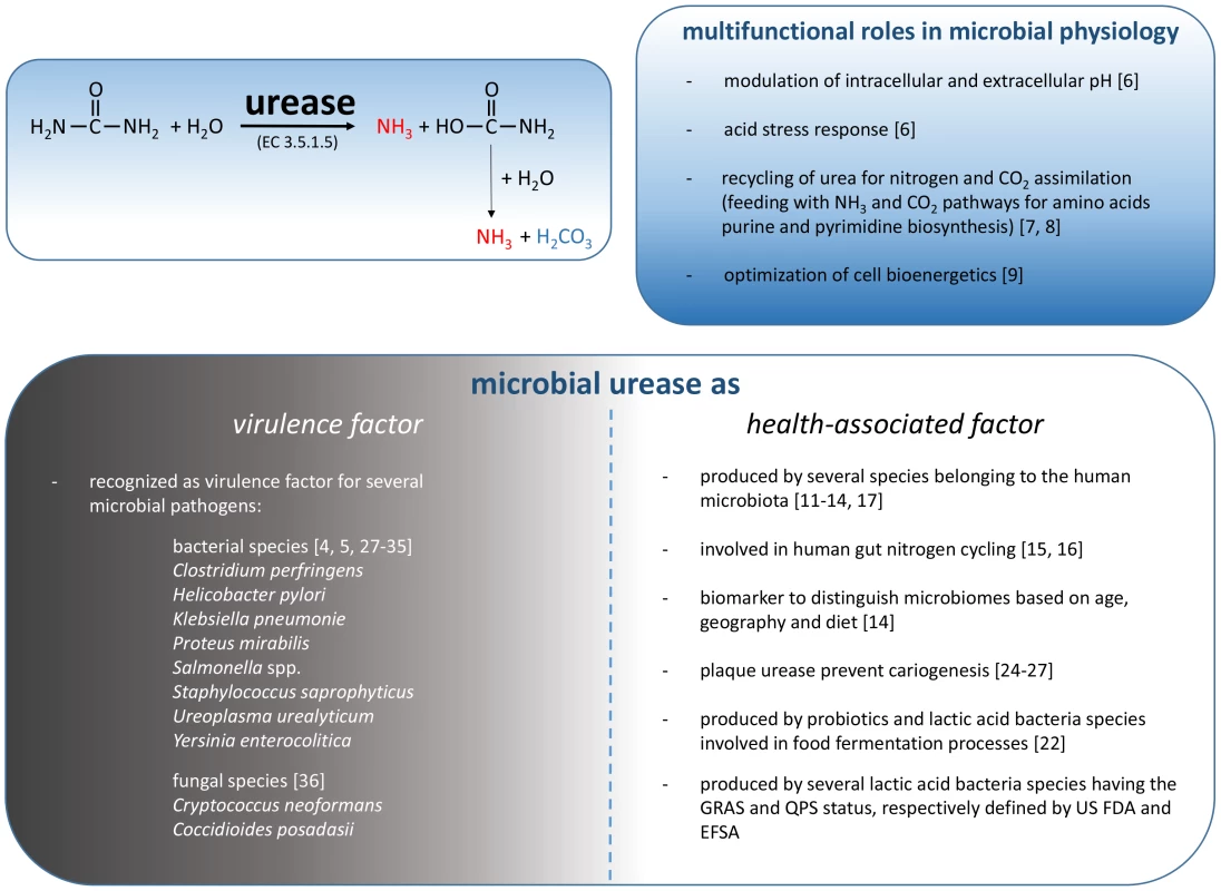 Schematic representation of the reaction catalyzed by microbial urease and the involvement of these enzymes in microbial physiology, human health, and disease.