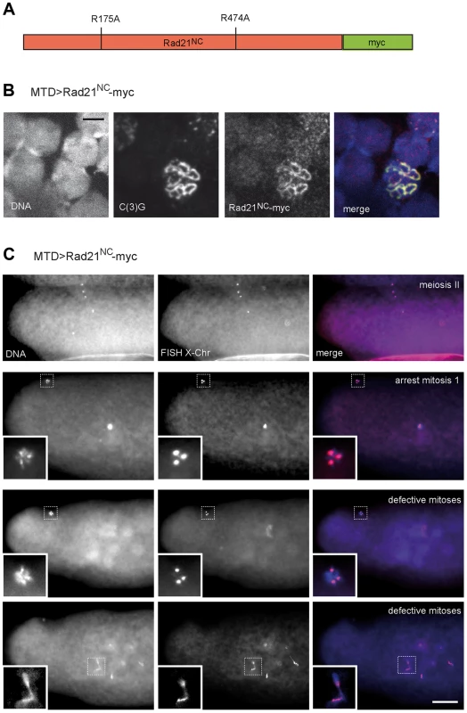 Expression of Rad21 with mutated separase cleavage sites does not impair meiotic divisions.