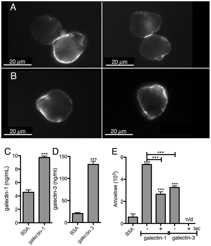 <i>E. histolytica</i> binding to human galectin-1 and -3.