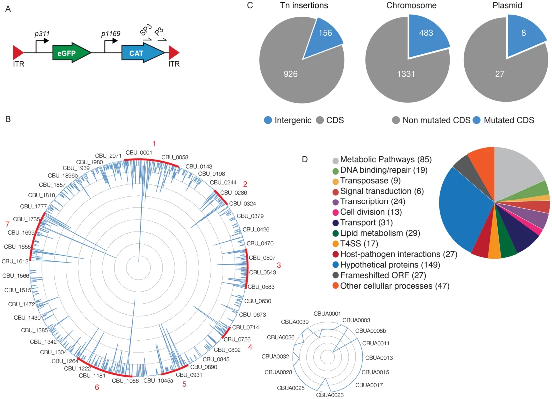 Generation of a bank of GFP-tagged <i>Coxiella</i> transposon mutants.