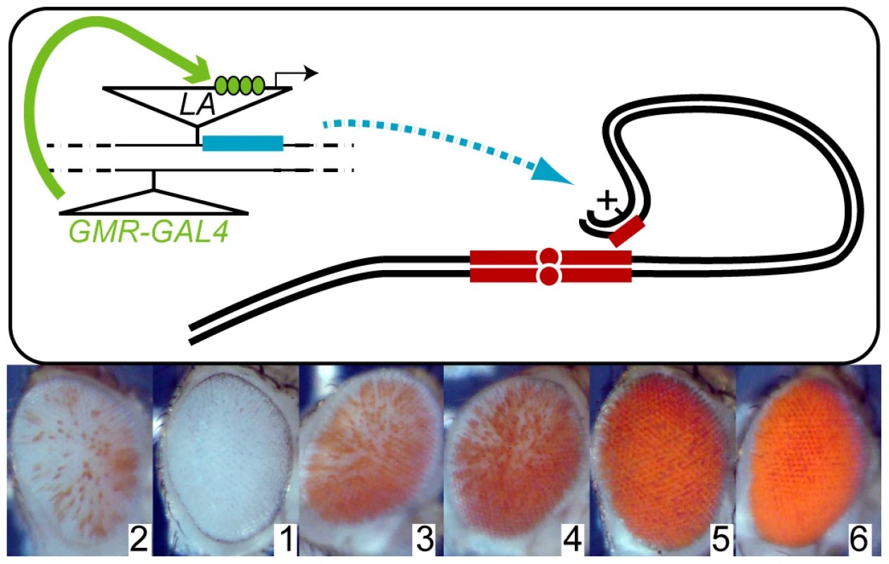 A perturbation screen for <i>bw<sup>D</sup></i>–mediated heterochromatic silencing.