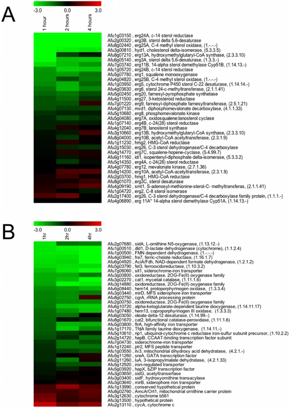 SrbA regulates genes encoding enzymes involved in ergosterol biosynthesis and iron metabolism in response to hypoxia.