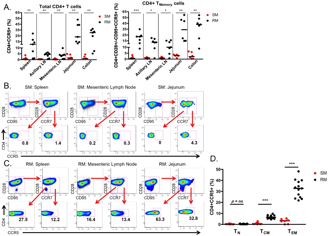 Few CD4+CCR5+ SIV target cells present in infant SMs.