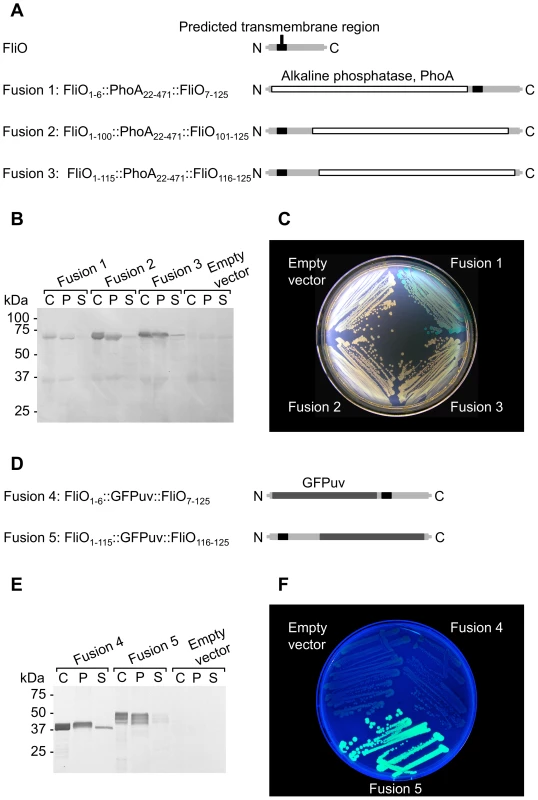 The FliO N-terminus is in the periplasm and its C-terminus is in the cytoplasm.