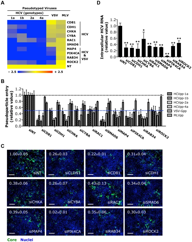 Identification of HCV entry factors.