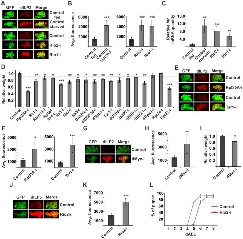 Disturbed ribosome biogenesis in the IPCs inhibits dILP secretion.