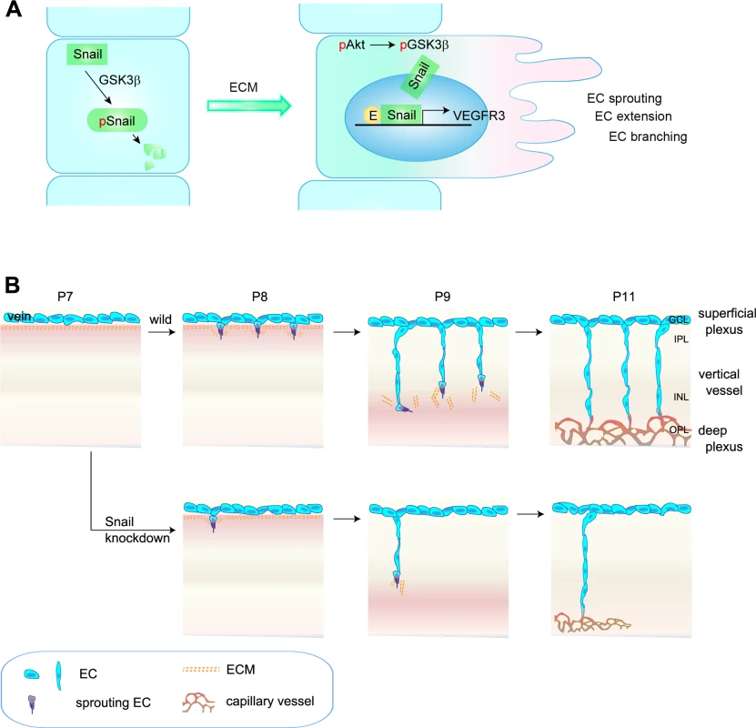 Proposed model of capillary branching morphogenesis in postnatal mice.