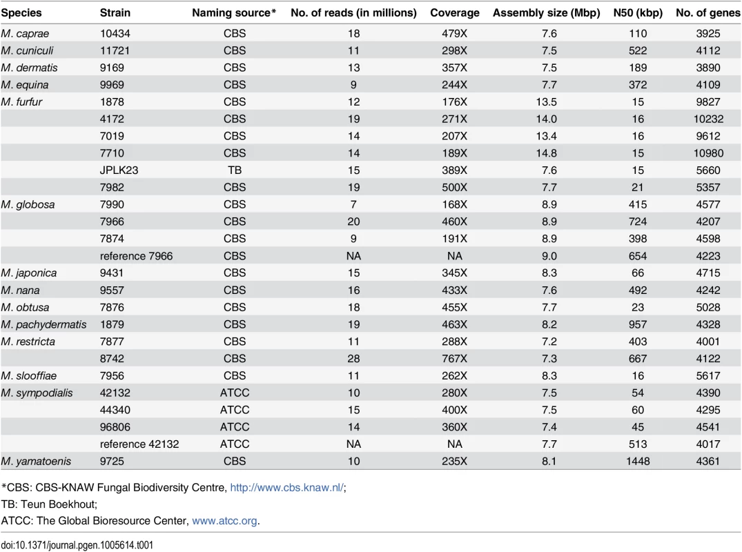 Assembly and annotation statistics for <i>Malassezia</i> genomes in this study.