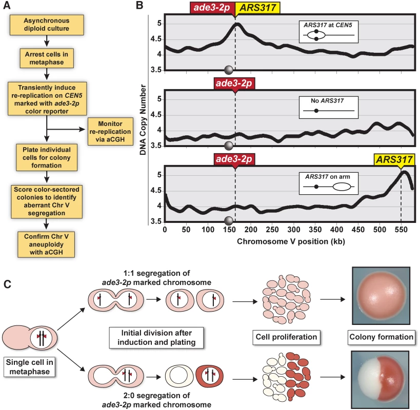 Monitoring chromosome segregation fidelity after centromeric re-replication.