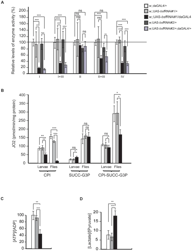 Biochemical measurements of respiratory chain function.