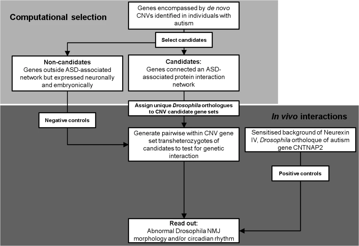 <i>Drosophila</i> screening strategy to detect interactions between the orthologues of genes simultaneously affected by a de novo CNVs identified in individuals with ASD (see <em class="ref">Methods</em>).