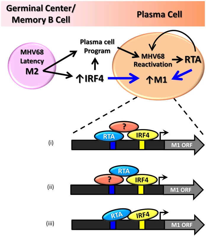 Model of M1 gene regulation upon differentiation of latently infected B cells to plasma cells and ensuing virus reactivation.