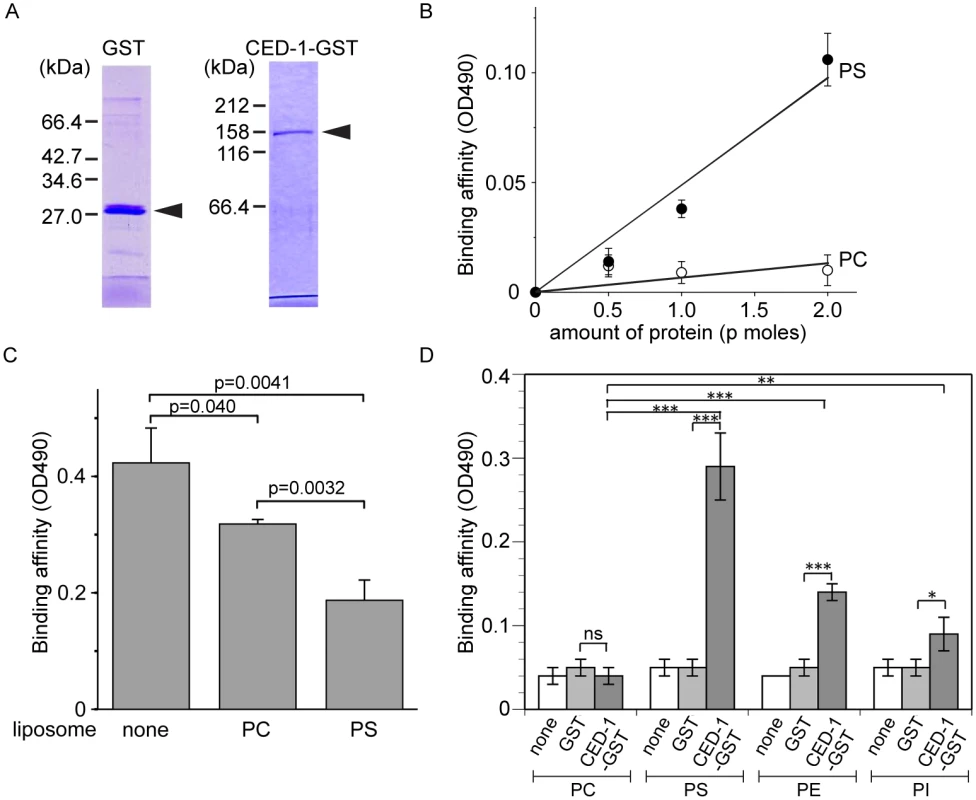 The extracellular domain of CED-1 directly associates with PS.