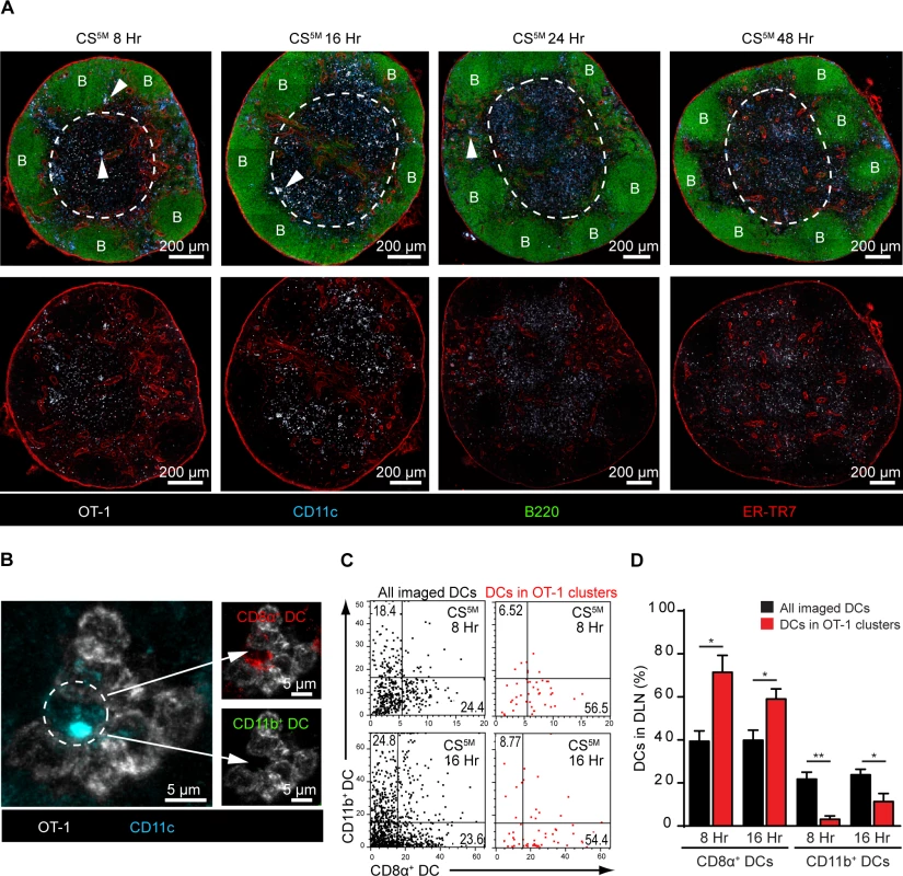 CD8α<sup>+</sup> DCs present sporozoite antigens to CD8<sup>+</sup> T cells in the LN cortex.