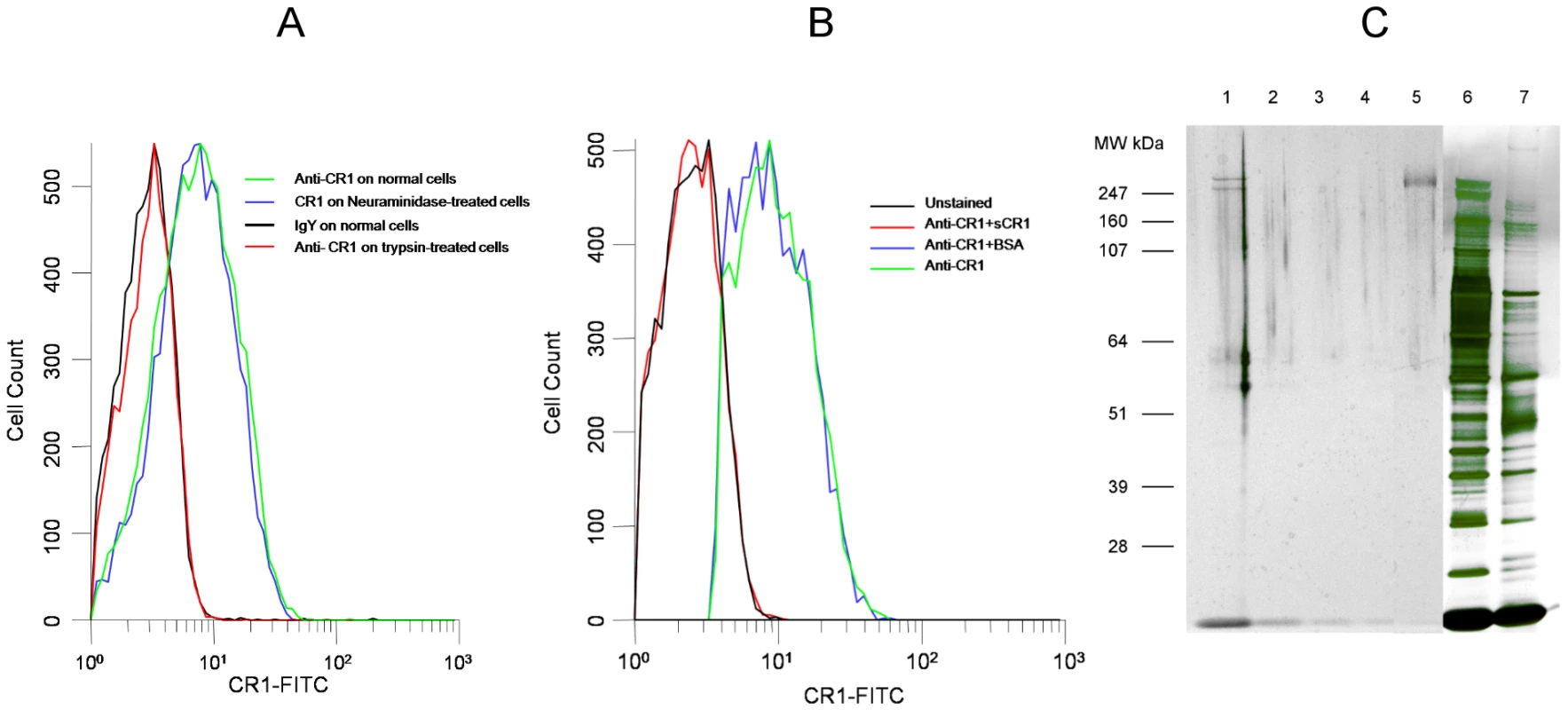 Chicken anti-human CR1 recognizes red cell CR1.