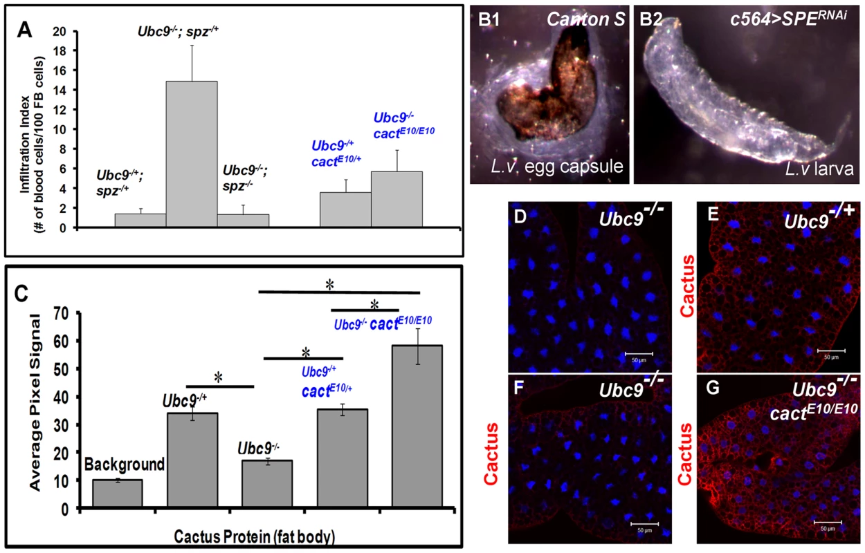 Inflammatory phenotypes depend on levels of Spz/SPE and Cactus.