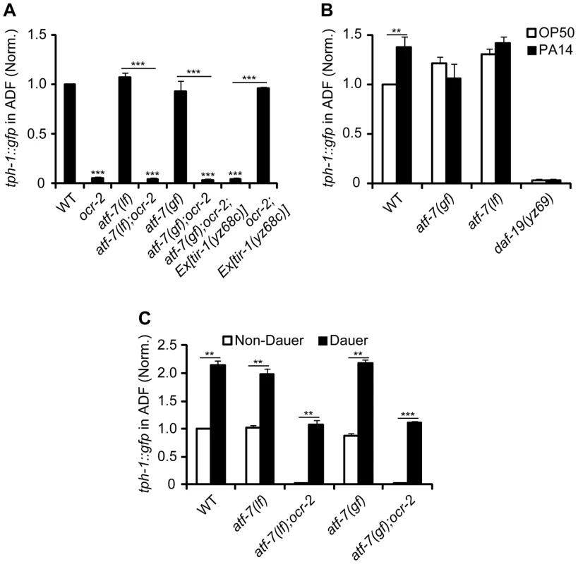 Constitutive repressor function of <i>atf-7(gf)</i> mutation blocks <i>tph-1::gfp</i> upregulation induced by <i>tir-1(gf)</i> and PA14.