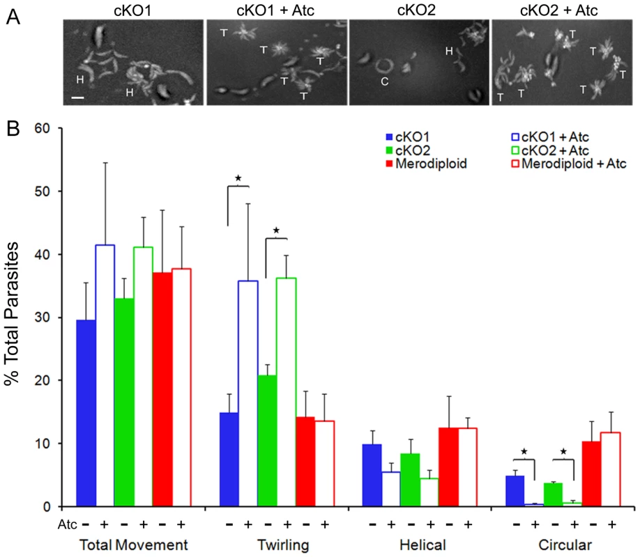 Gliding motility is altered in TgROM4 conditional knockouts.