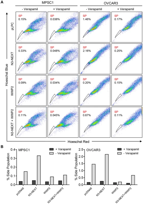 WWP2 counteracts Notch3-induced increase in CSC population.