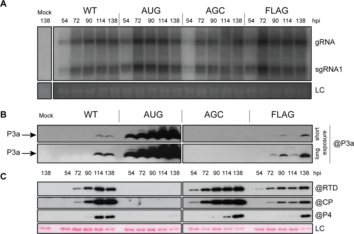 Infection of <i>A</i>. <i>thaliana</i> infiltrated leaves.