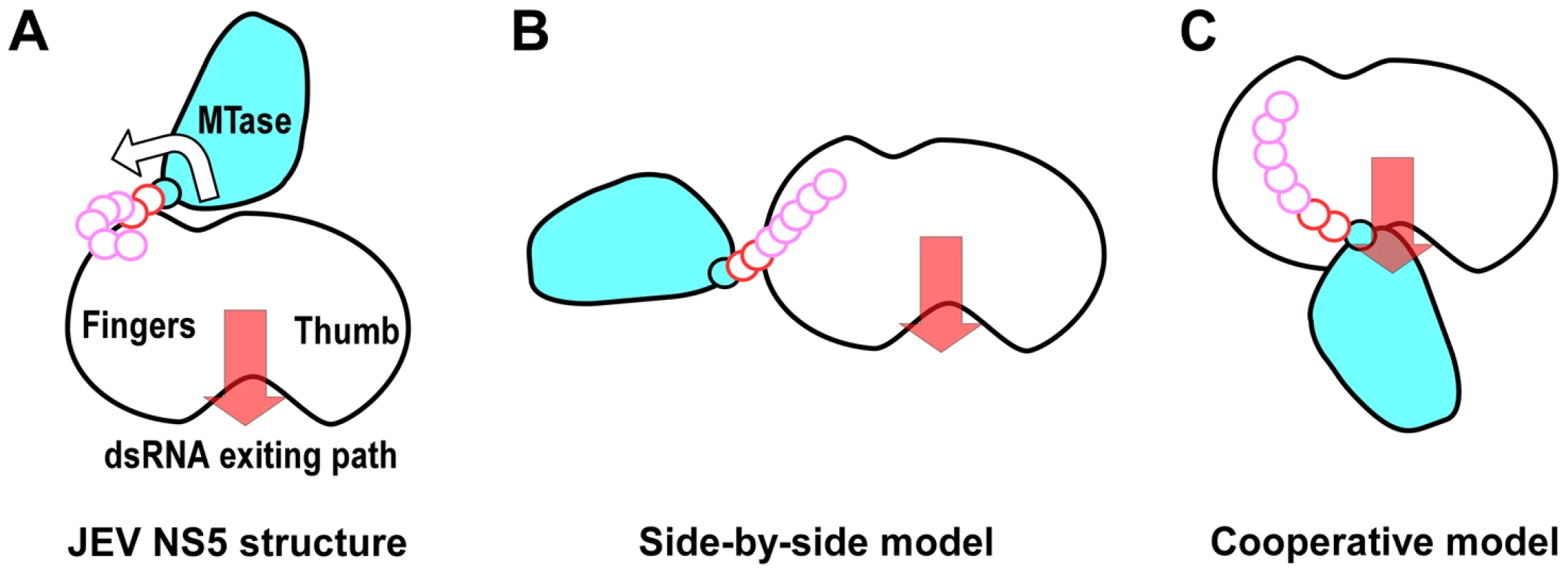 Cartoon illustration of possible conformations of NS5.