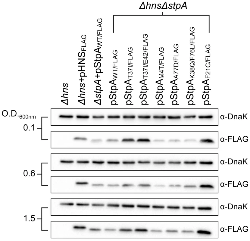 StpA missense mutations do not affect intracellular protein concentrations.