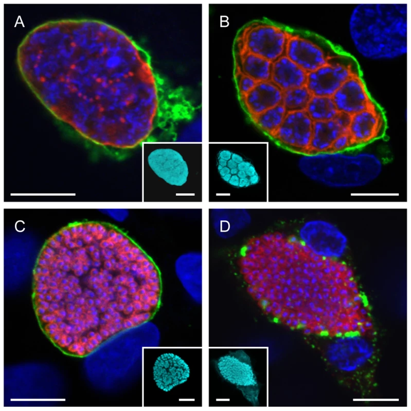 The parasite membrane becomes the merozoite membrane during the late liver phase.