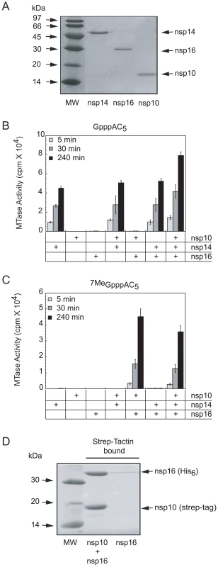 SARS-CoV proteins nsp14, nsp16 and nsp10 purification, AdoMet-dependent MTase activity on short capped RNA and complex formation of nsp16/nsp10.