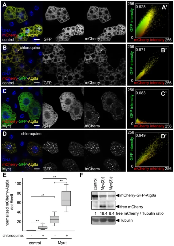 Myc increases autophagic flux.